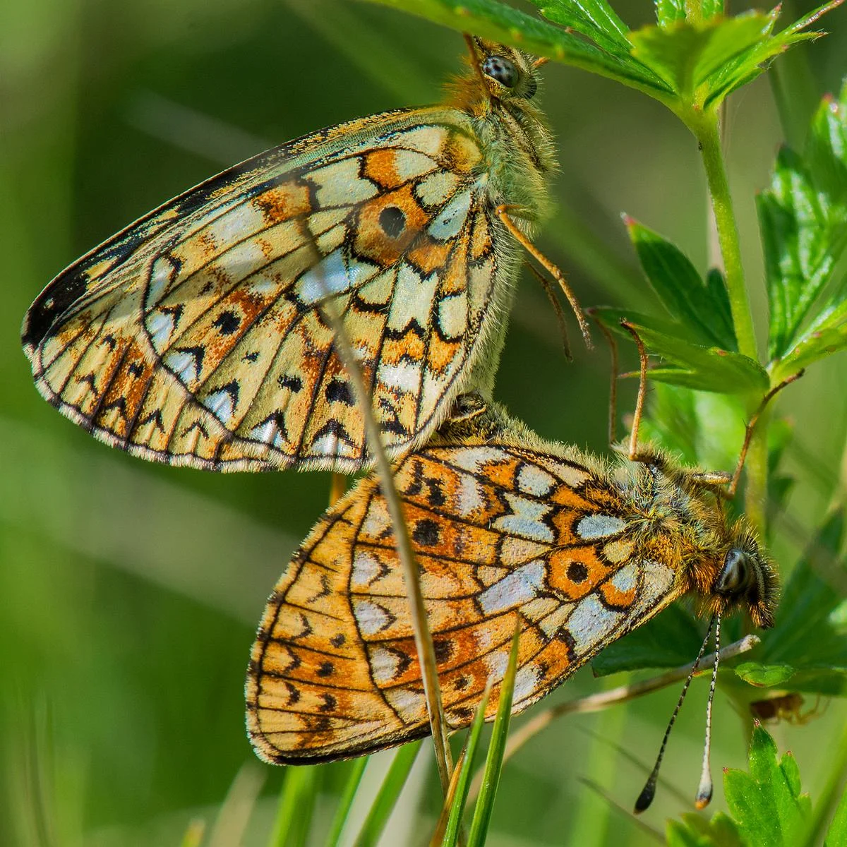 Brunlig perlemorsommerfugl