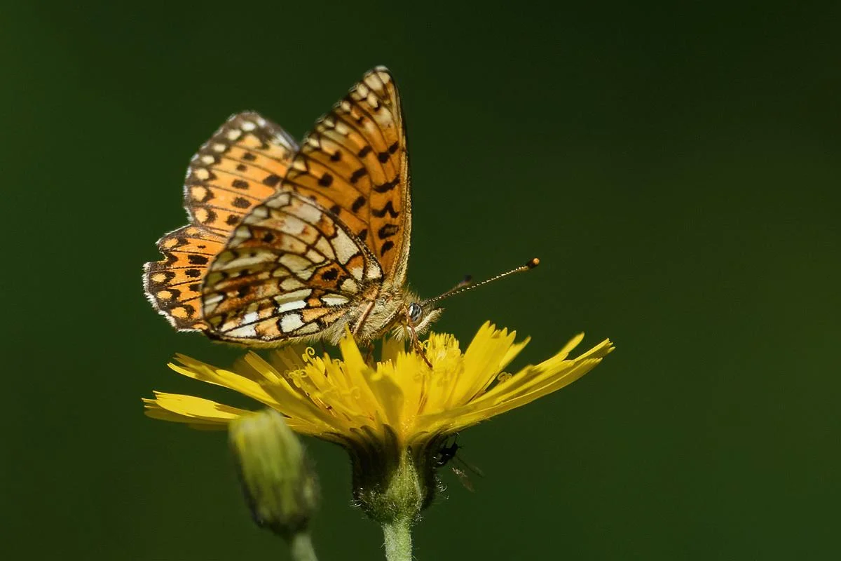 Brunlig perlemorsommerfugl