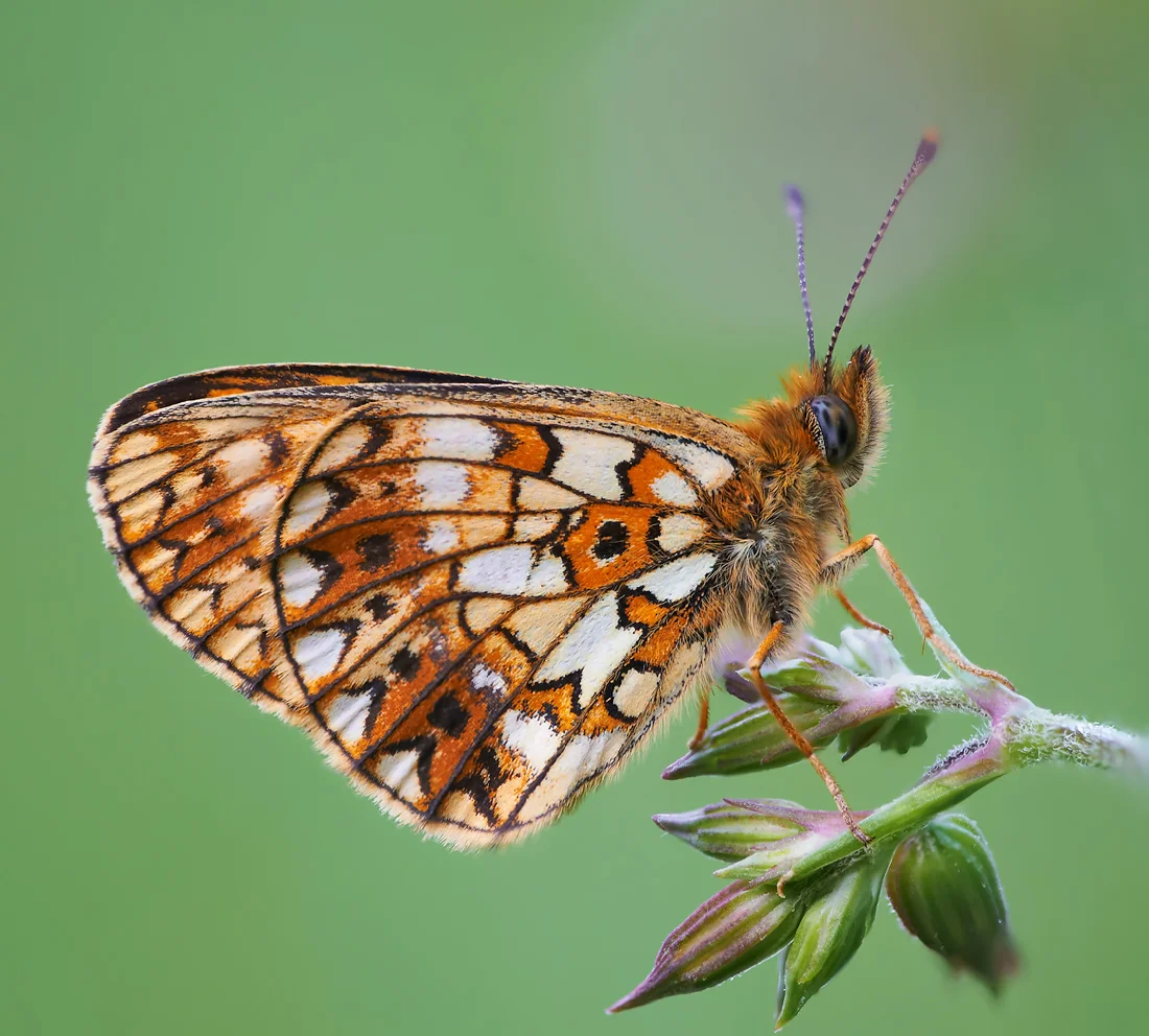 Brunlig perlemorsommerfugl