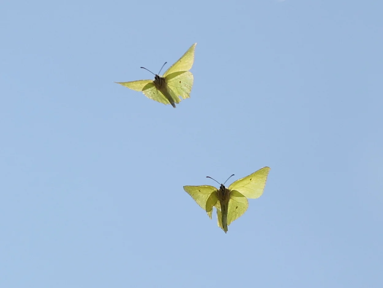 Citronsommerfugl