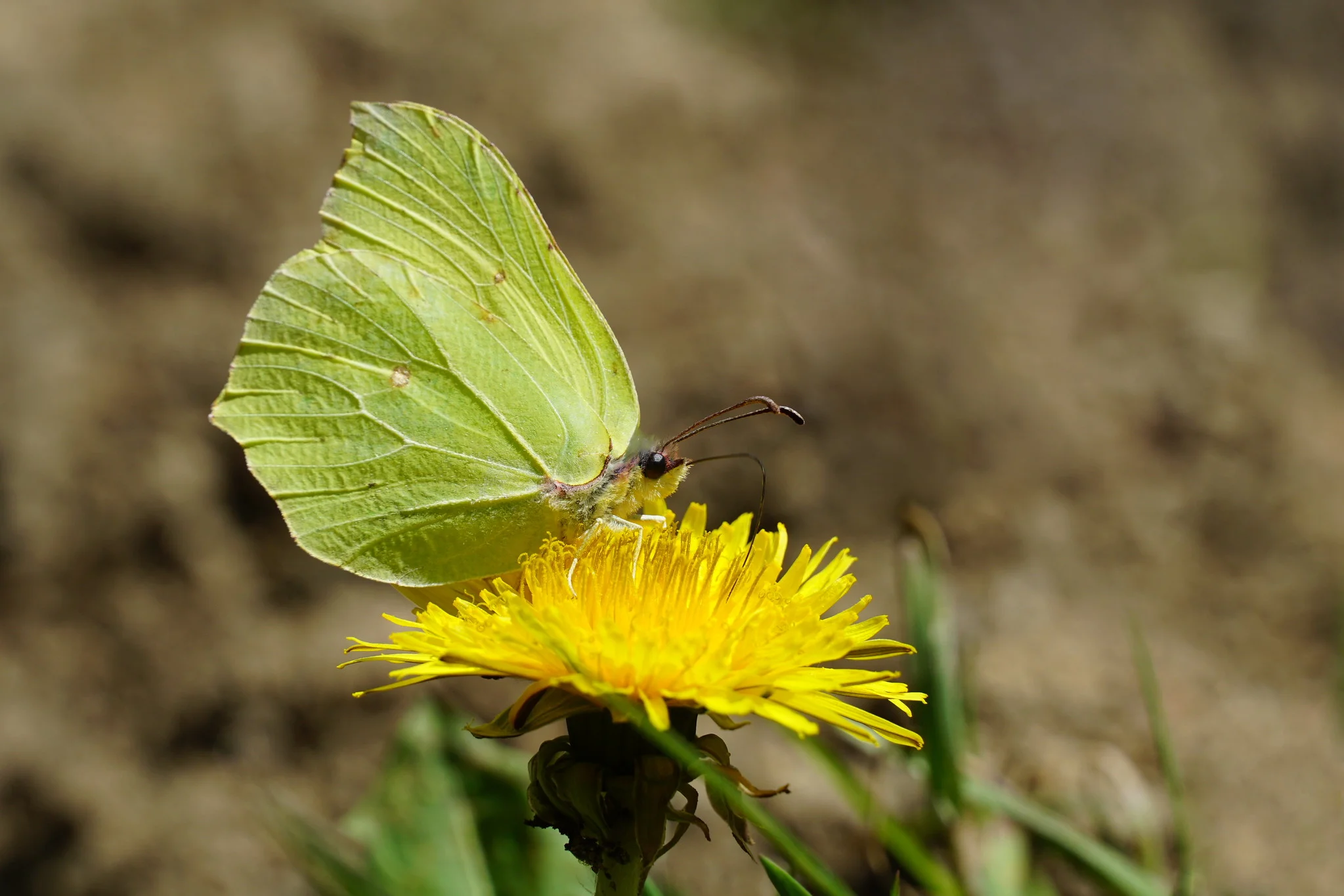 Citronsommerfugl