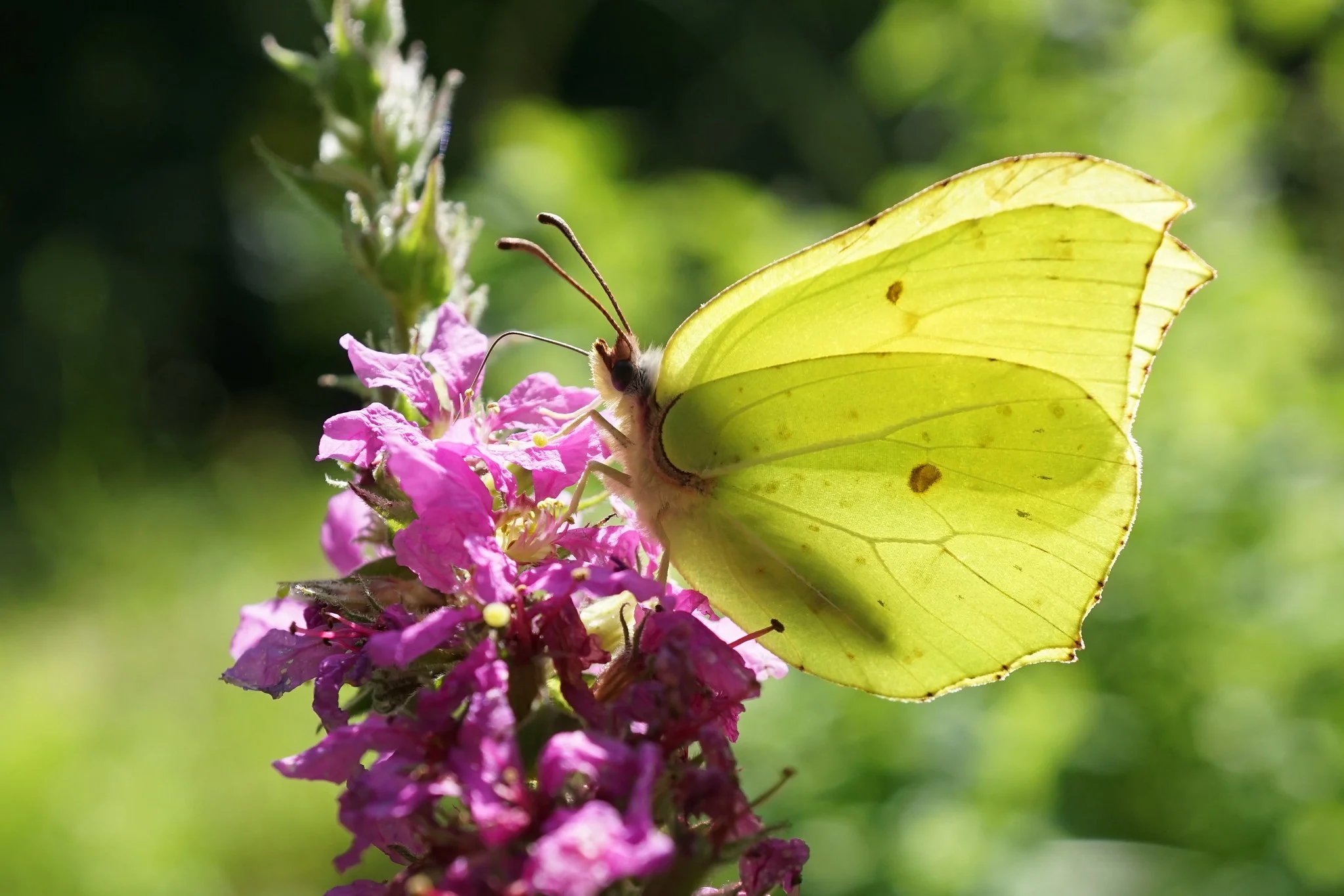 Citronsommerfugl