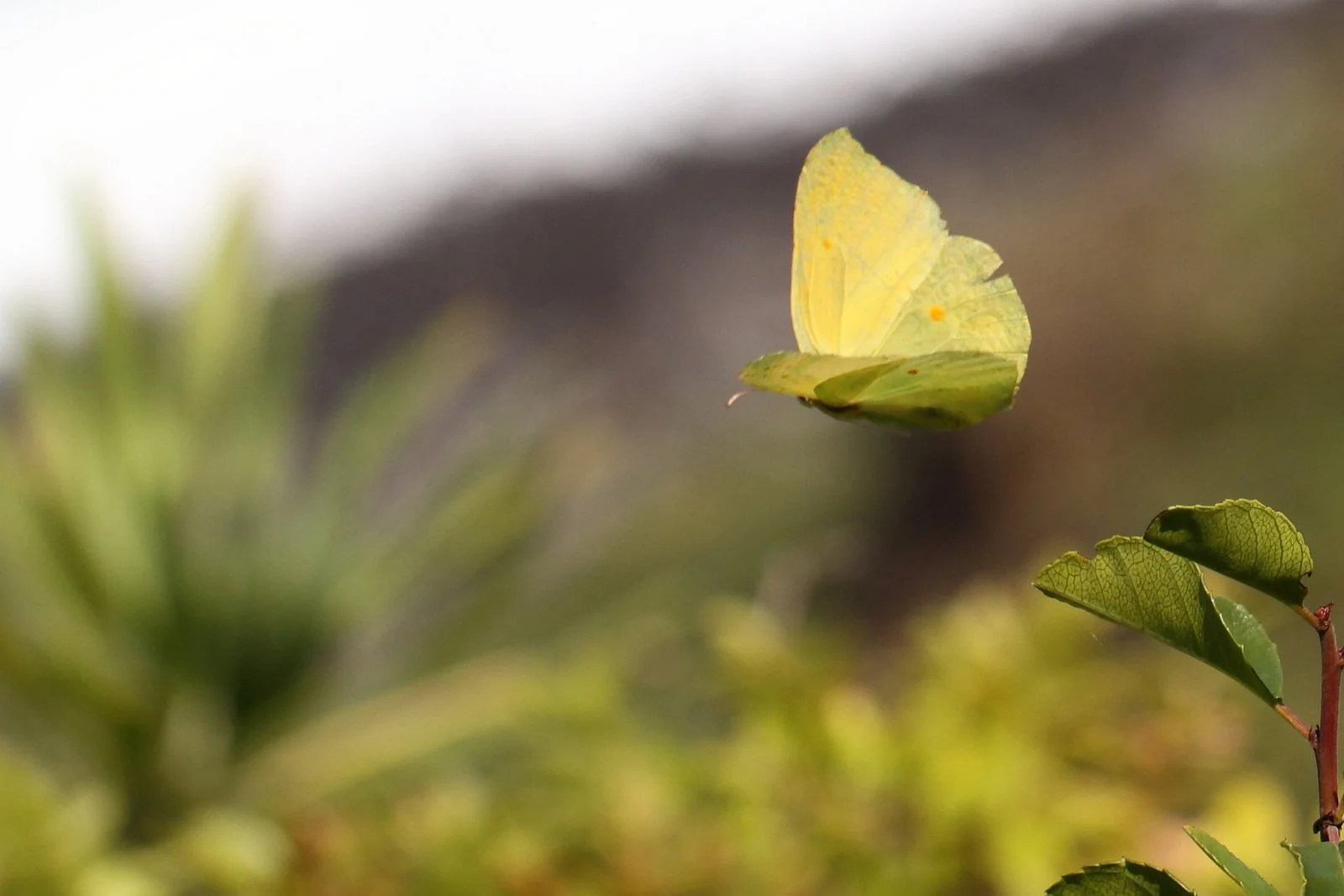 Citronsommerfugl