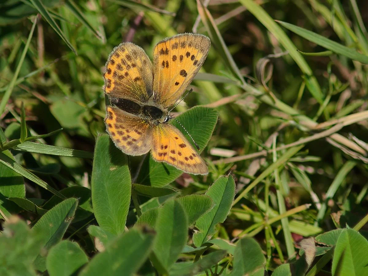 Dukatsommerfugl