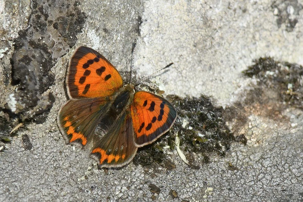 Lille ildfugl