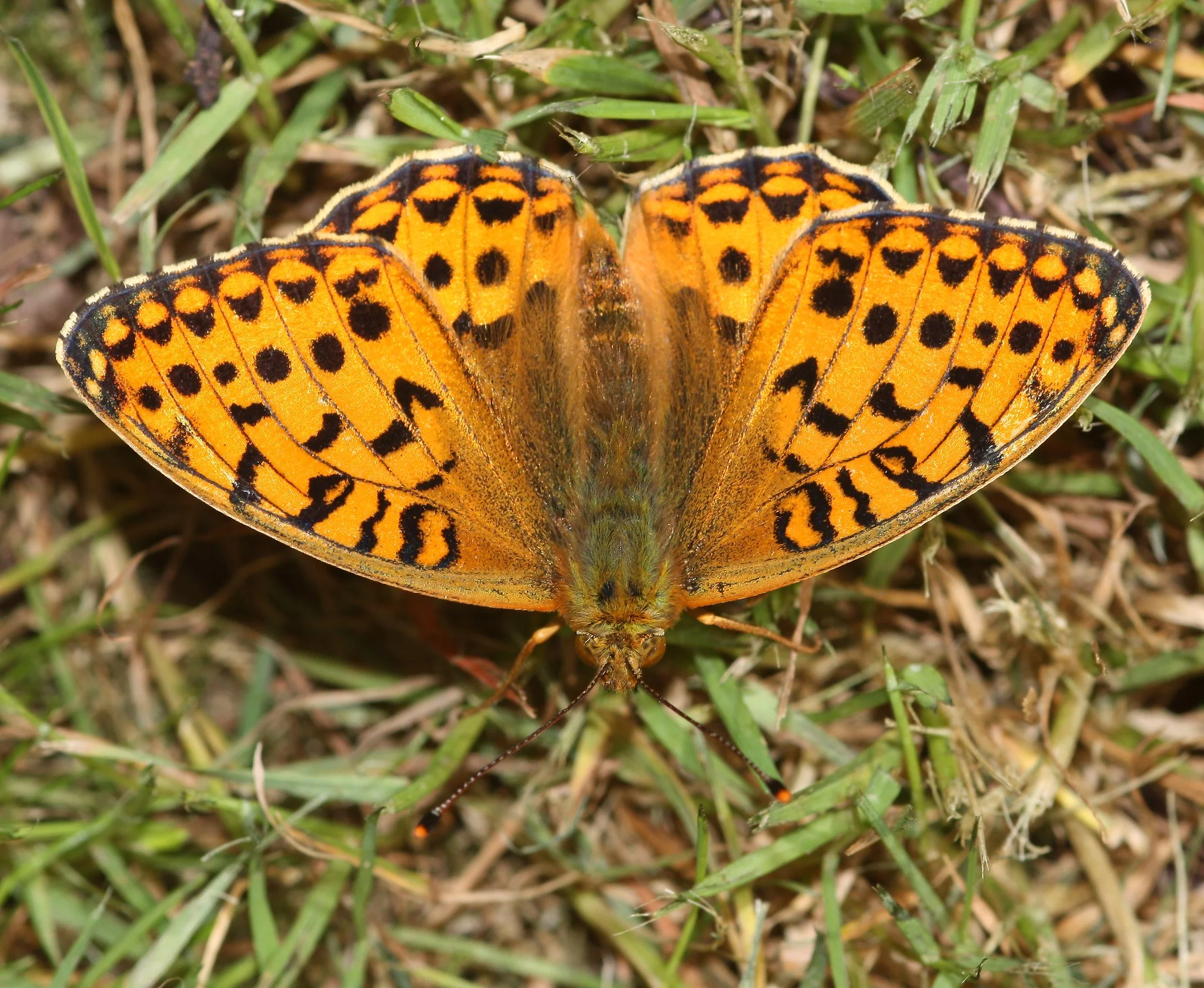 Markperlemorsommerfugl