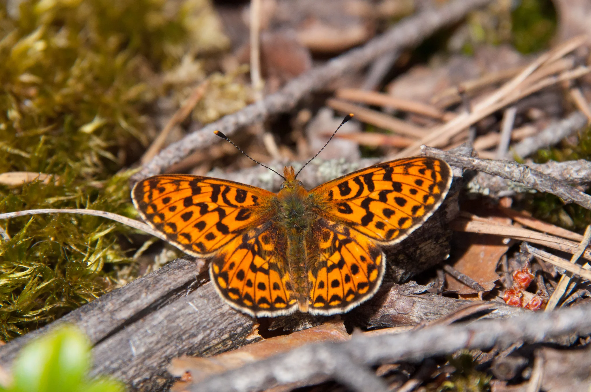 Rødlig perlemorsommerfugl