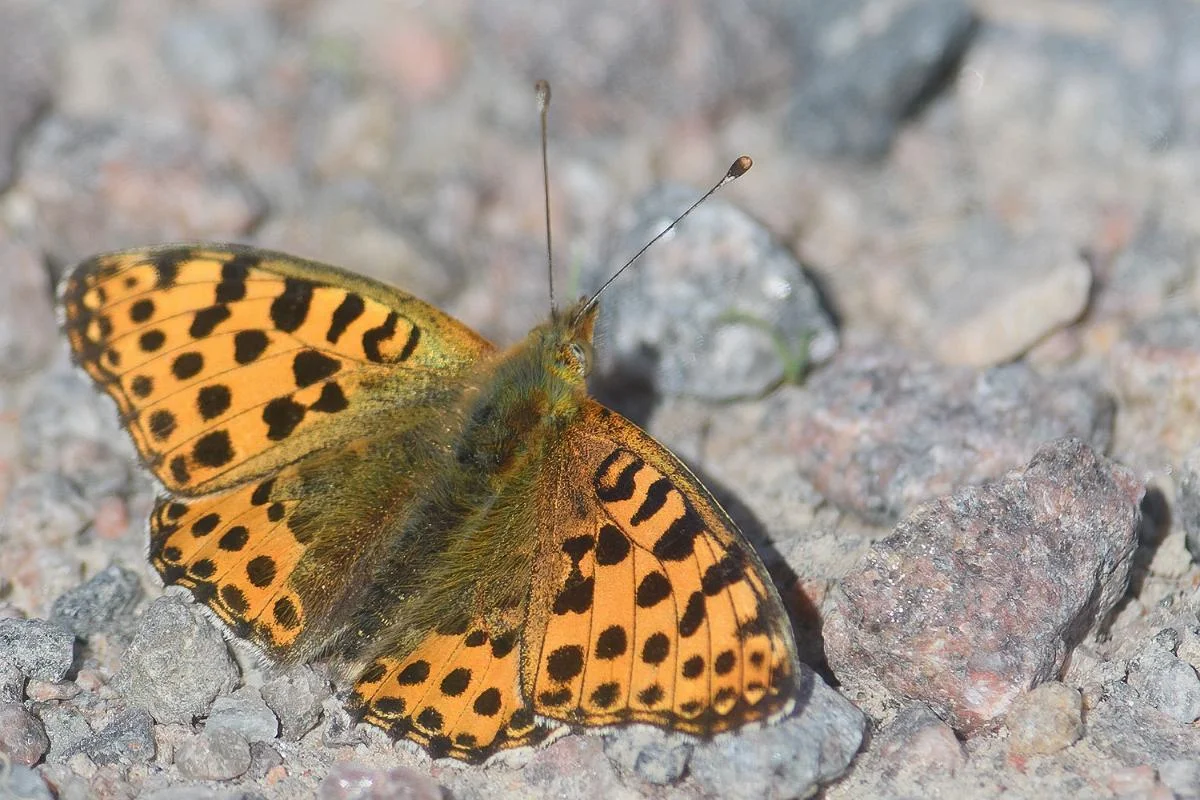 Storplettet perlemorsommerfugl