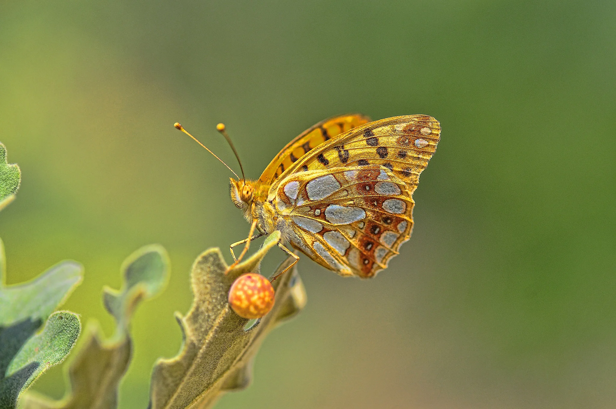 Storplettet perlemorsommerfugl