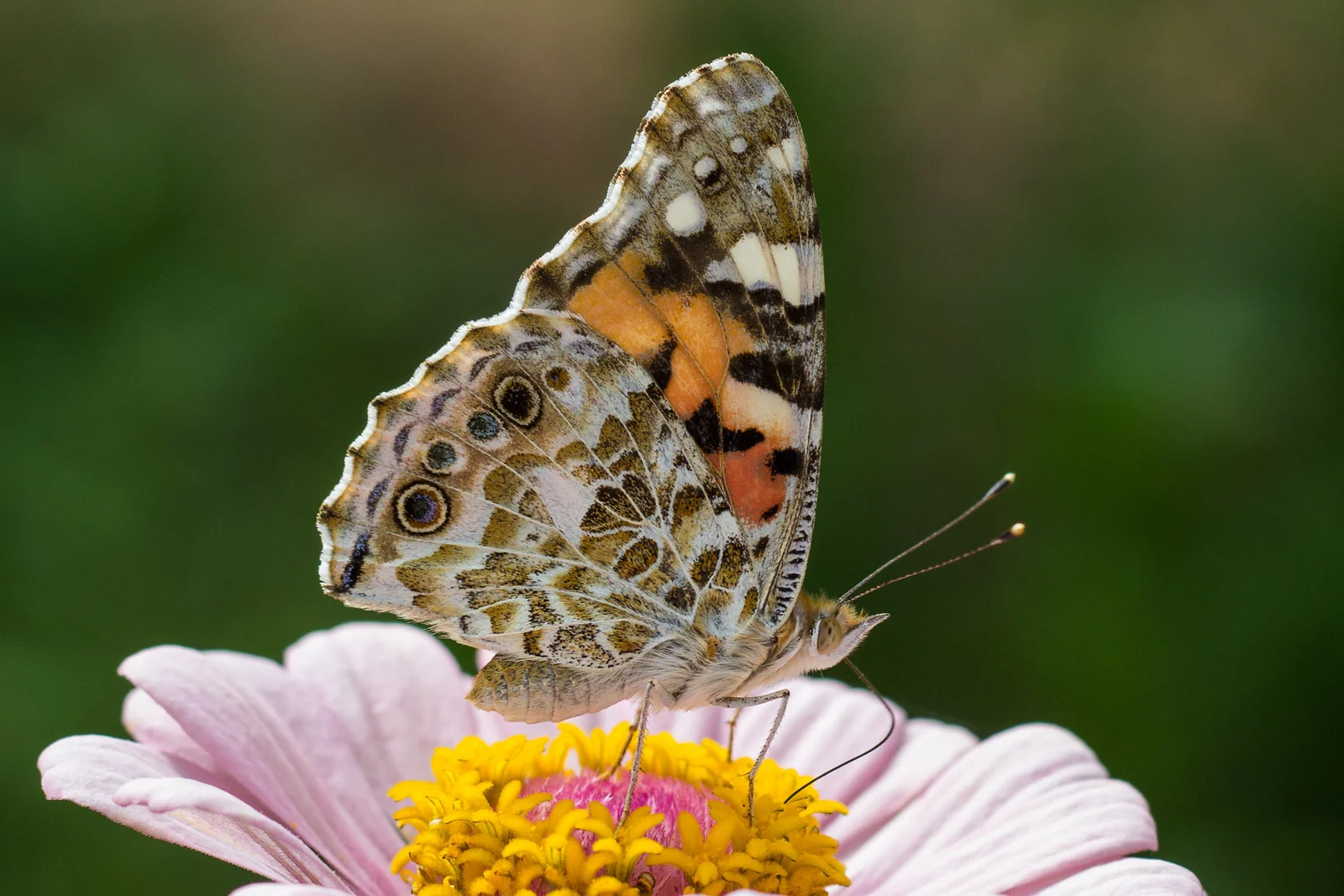 Tidselsommerfugl