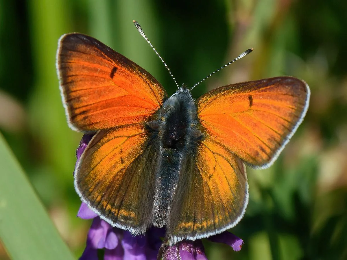Violetrandet ildfugl