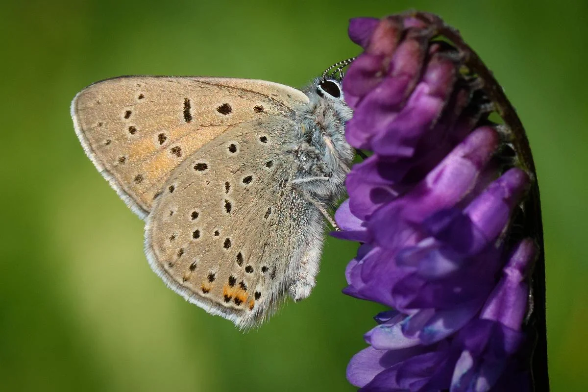 Violetrandet ildfugl