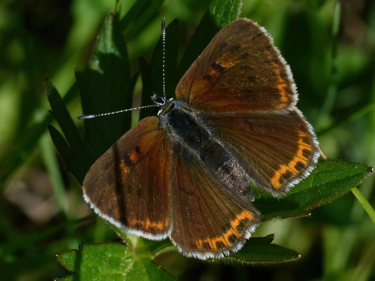 Violetrandet ildfugl