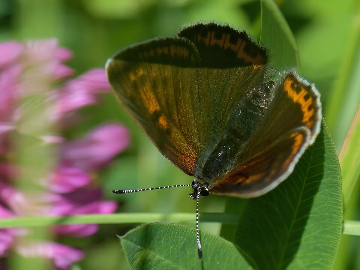 Violetrandet ildfugl