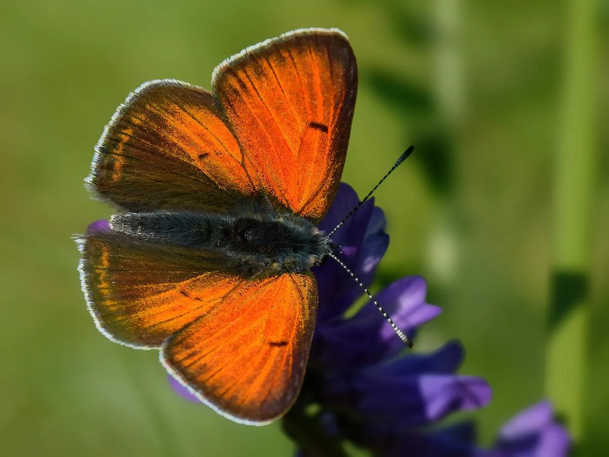 Violetrandet ildfugl