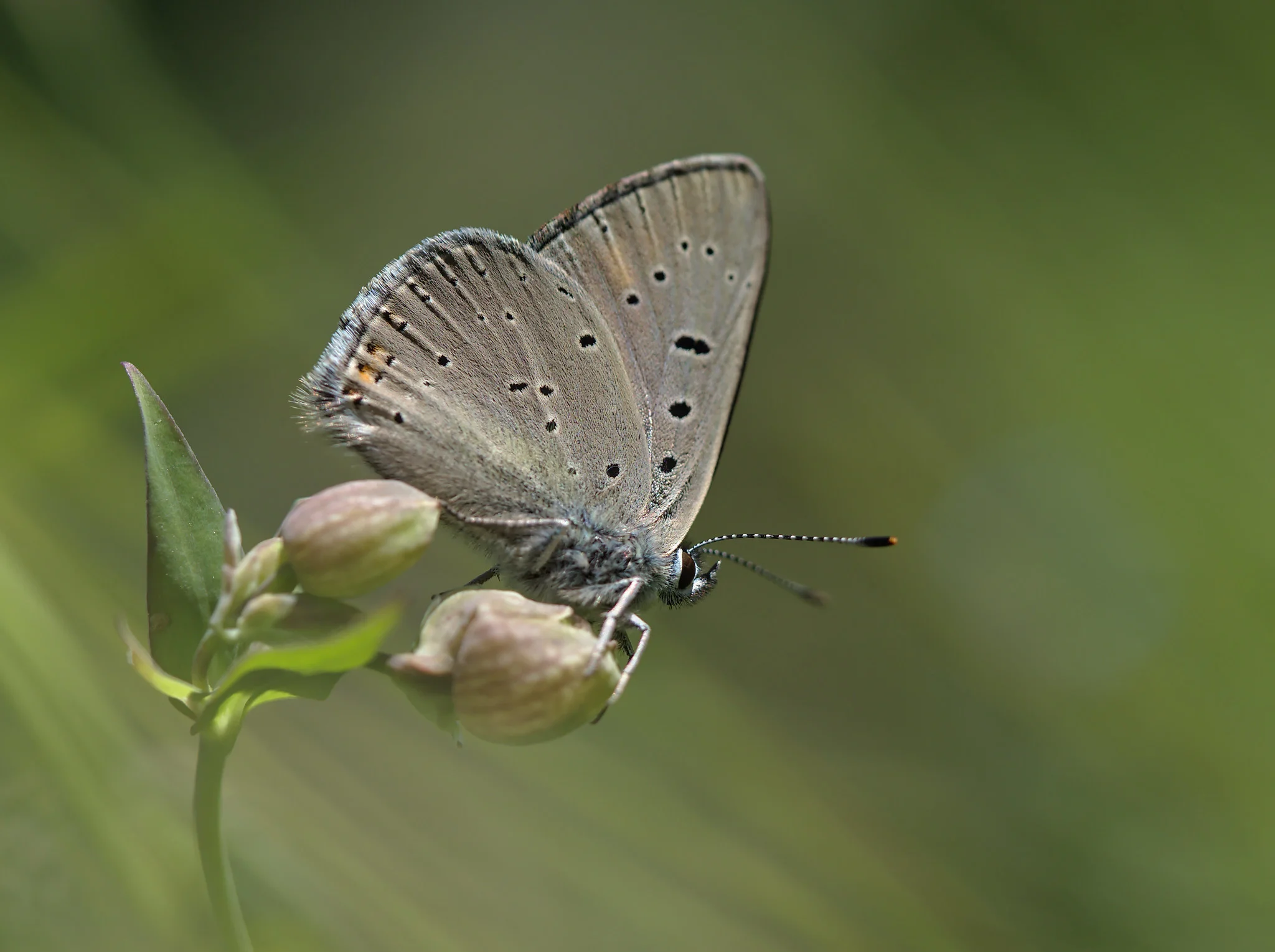 Violetrandet ildfugl