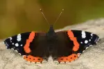Admiral