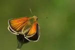 Stregbredpande