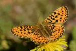 Brunlig perlemorsommerfugl