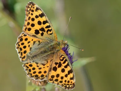 Storplettet perlemorsommerfugl