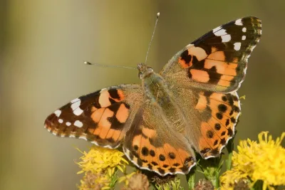 Tidselsommerfugl