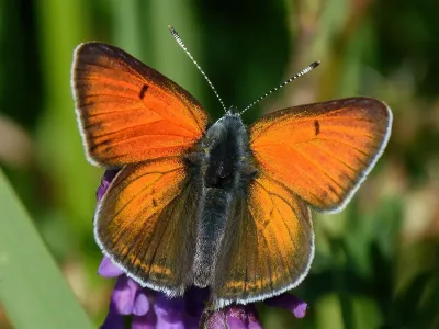 Violetrandet ildfugl