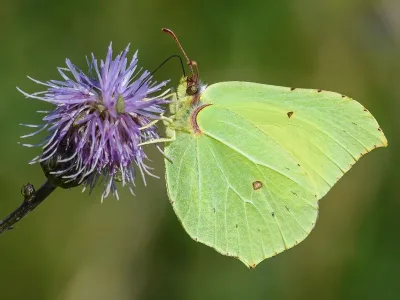 Citronsommerfugl